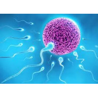 Males Infertility Ayurvedic Treatment